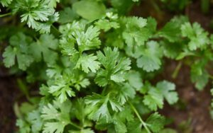 Cilantro Atado de Huertos Locales