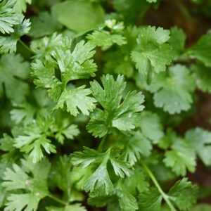 Cilantro Atado de Huertos Locales