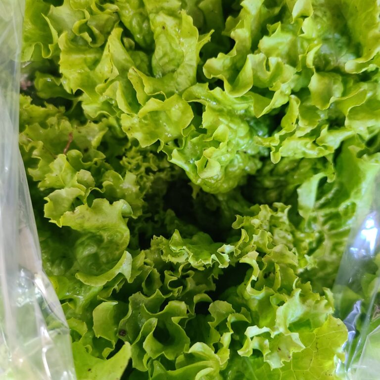 lechuga organica